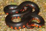 Western Mud Snake From Marshall County, KY 2014.