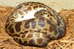 Cape York Spotted Python Clutch Laid 25 April 2014. VPI X VPI Line.