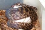 Cape York Spotted Python 2014 Clutch #2 Laid 11 May.