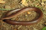Worm Snake From Hickman County, KY 2014.