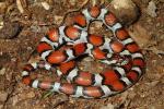 Red Milk Snake From The JP 2014.