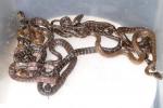 JCP Clutch Hatch 20 May 2014 From Breeding Red X Red.