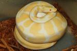 Albino Genetic Banded X Albino Super Genetic Banded Clutch Laid 23 May 2014. All Babies Possible Het Jolliff Snow AND From Parad