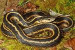 Eastern Garter Snake From Breathitt County 2014.