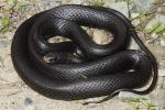 Black Racer From Harlan County, KY 2014.