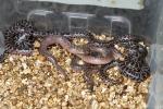 Spotted Python Clutch Hatched 13 June 2014.