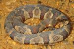 Midland Water Snake From Ballard County, KY 2014.