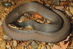 A Plainbelly Water Snake From Ballard County, KY 2014.