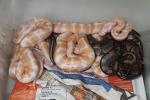 Albino Genetic Banded Ball Pythons Hatched 4 July 2014.