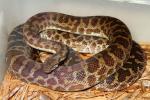 Spotted Python Proven Breeder August 2014.