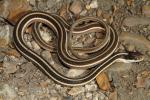 Eastern Ribbon Snake From Graves County, KY September 2014.
