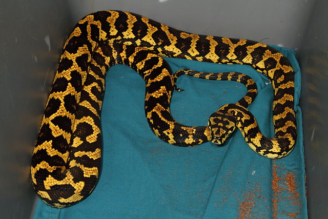 A Female I Hatched, Sold, And Then Took Back In 2014. Pure Python Pete Bloodline I Hope To Breed.