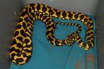A Female I Hatched, Sold, And Then Took Back In 2014. Pure Python Pete Bloodline I Hope To Breed.