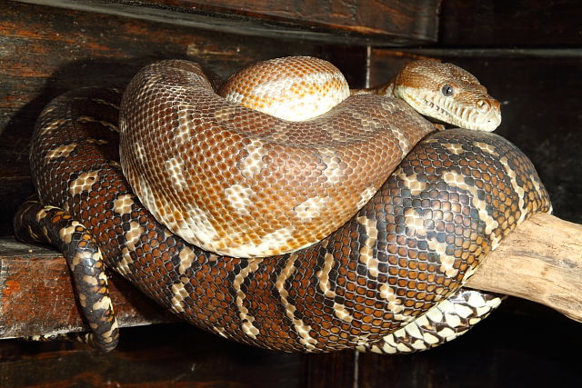 Male Bredl's Python Breeder December 2015.