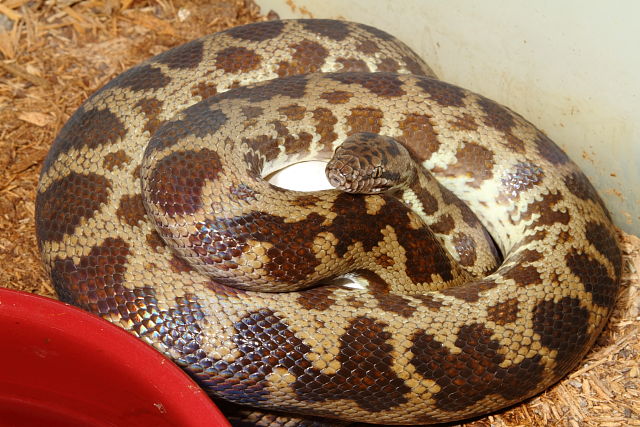 Spotted Python Clutch Laid 23 March 2015.