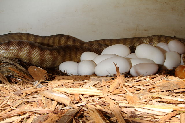 Woma Python Clutch Laid 23 March 2015.