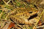 Southern Leopard Frog Caldwell County 2015.