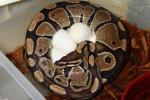 Coral Glow Het Pied X Normal Laid 28 March 2015. Ball Python Clutch #115. 