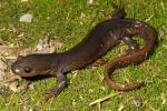 Jefferson's Salamander From Hart County April 2015.