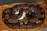Ball Python Clutch #615 Lavender Albino Super Banded X Banded Het Albino Laid 13 April 2015.