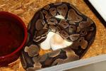 Ball Python Clutch #915. Albino Super Banded X Banded Double Het Snow Laid 19 April 2015.