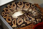 Ball Python Clutch #1115 Laid 24 April 2015. Yellowbelly X Ivory. Only 1 Viable Egg.
