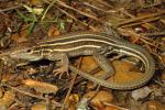 Racerunner From Calloway County, KY 2015.