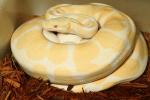 2015 Ball Python Clutch #1517 Laid 20 May. Albino Super Banded X Albino Super Banded. 