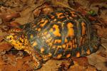 Eastern Box Turtle In Graves County, KY 2015.