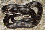 Rat Snake Found Crossing In Trigg County, KY 2015.