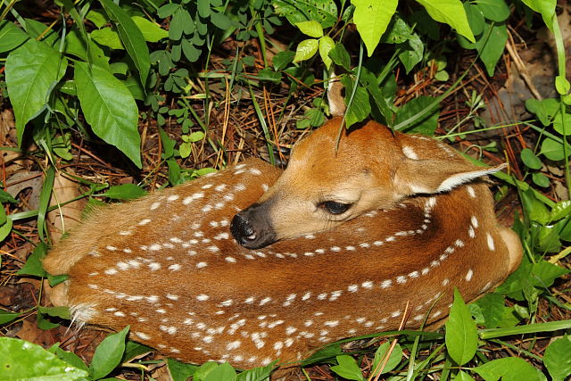 Deer Fawn In Trigg County, KY 2015.