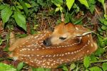 Deer Fawn In Trigg County, KY 2015.