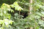 Yearling Black Bear Cub In Harlan County, KY 2015.