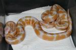 Ball Python Clutch #715 Hatch 17 June 2015. Albino Banded X Albino Banded. One Male And One Female.