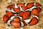 Red Milk Snake From Hickman County, KY 2015.