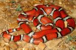 Red Milk Snake From Carlisle County, KY 2015.