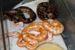 Ball Python Clutch #2215 Hatched 17 October 2015.