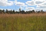 Fall 2015 Grassland Meets Forest Ridge-top Habitat.