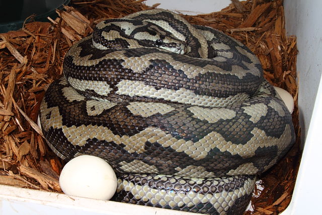 HCQ Tiger Bred By Albino Laid This Clutch 9 March 2016. 26 Fertile Eggs. All Babies Will Be 100% Het Albino And Half Should Also