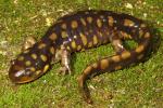 Tiger Salamander From Louisville, KY 2016.