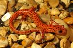 Cave Salamander From Louisville, KY 2016.