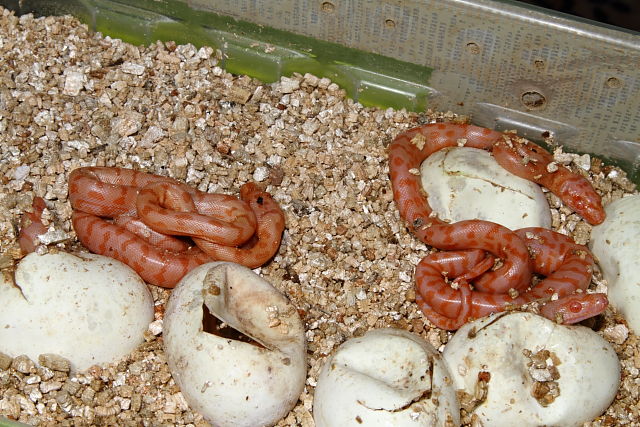 Hatch and Pip From 2016 Albino Clutch On 24 March.