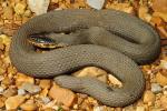 Plainbelly Water Snake From Ballard County, KY 2016.