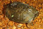 Common Map Turtle Preparing To Lay Eggs In Trigg County, KY 2016.