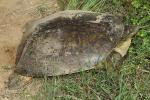 Spiny Softshell Turtle Laying Eggs In Ballard County, KY 2016.