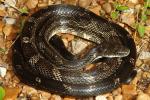 Rat Snake From Ballard County, KY 2016.