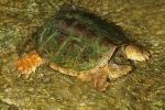 Common Snapping Turtle Found In Casey County, KY 2016.