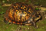Eastern Box Turtle From Marion County, KY 2016.