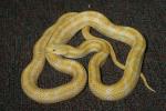A Black Eye Lemon Rat Snake.