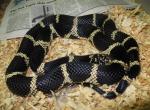 Locality Specific Eastern Chain Kingsnakes